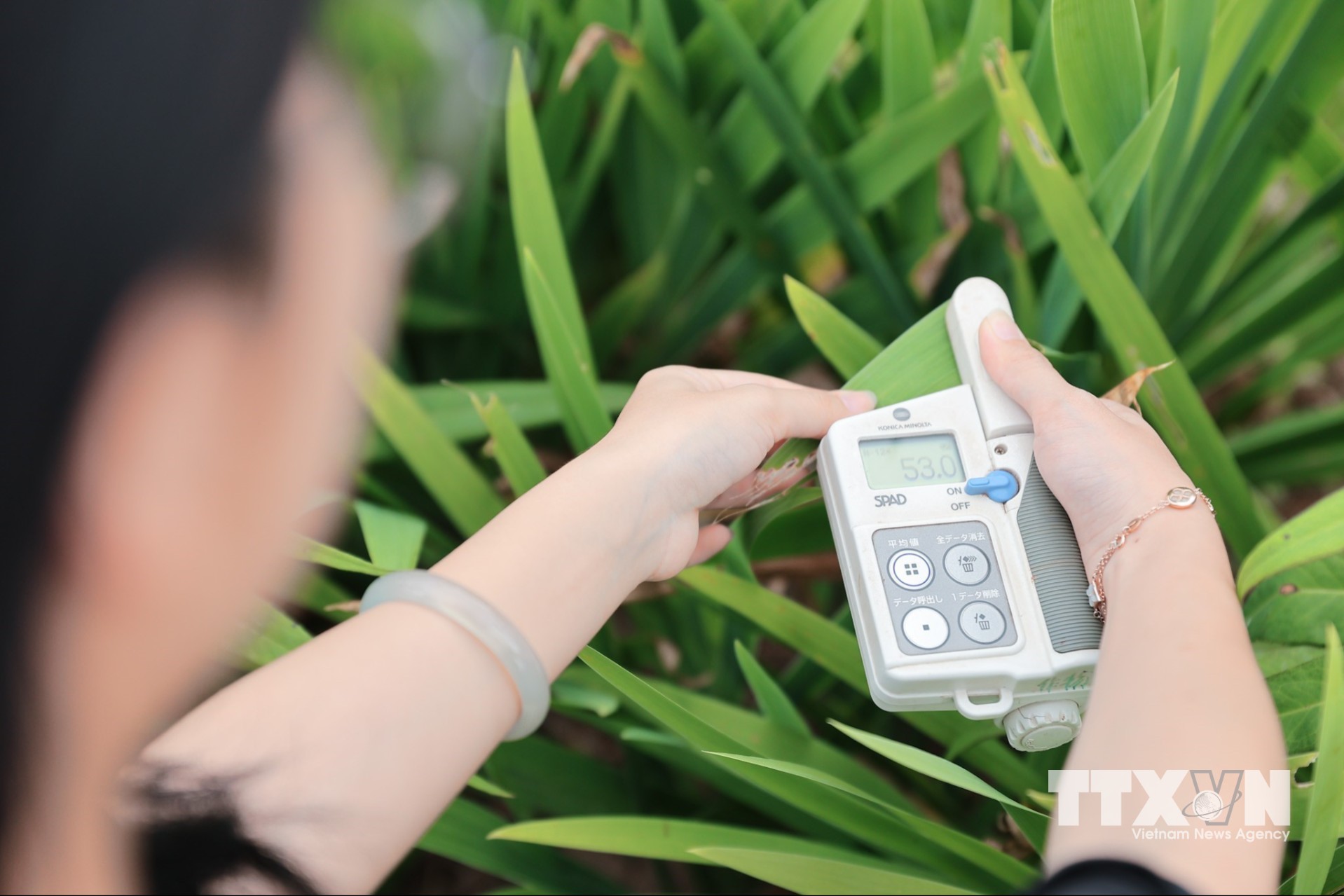Máy đo diệp lục dùng để đo nhanh, không phá hủy hàm lượng diệp lục tương đối trong lá cây, giúp sinh viên Khoa nông học đánh giá sức khỏe cây trồng, nhu cầu nitơ (đạm), tối ưu hóa phân bón, nâng cao năng suất và bảo vệ môi trường nhờ hạn chế dư lượng phân đạm. (Ảnh: Lê Đông/TTXVN)
